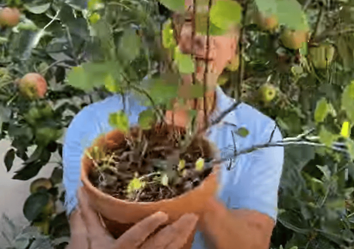 How to prune apple tree - FO-Video-Library