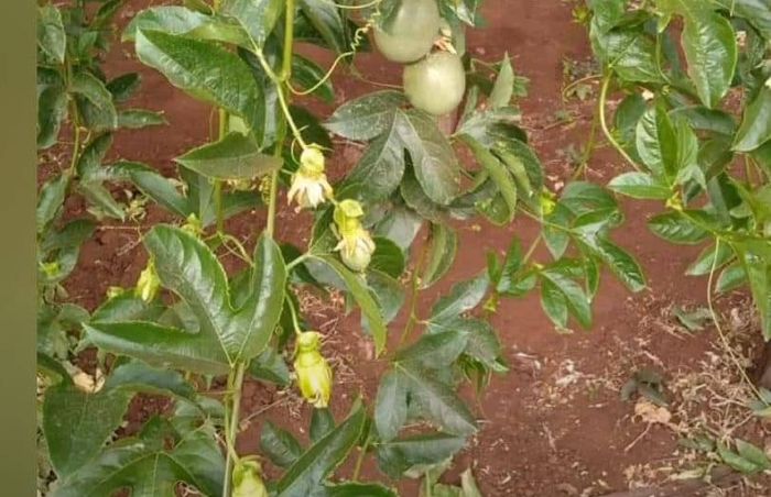 How to control flower fall off in passion fruit - FO-Video-Library