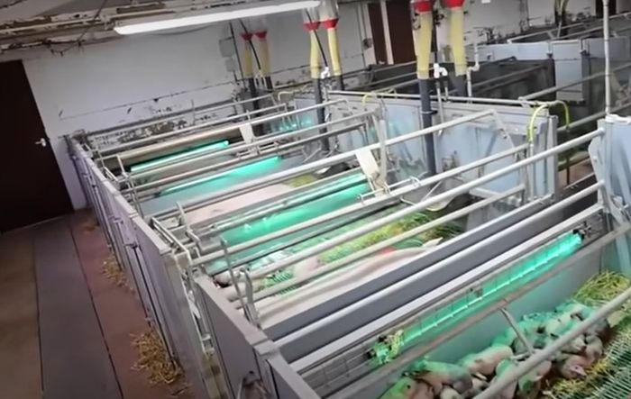 360 farrower – indoor freedom farrowing - FO-Video-Library