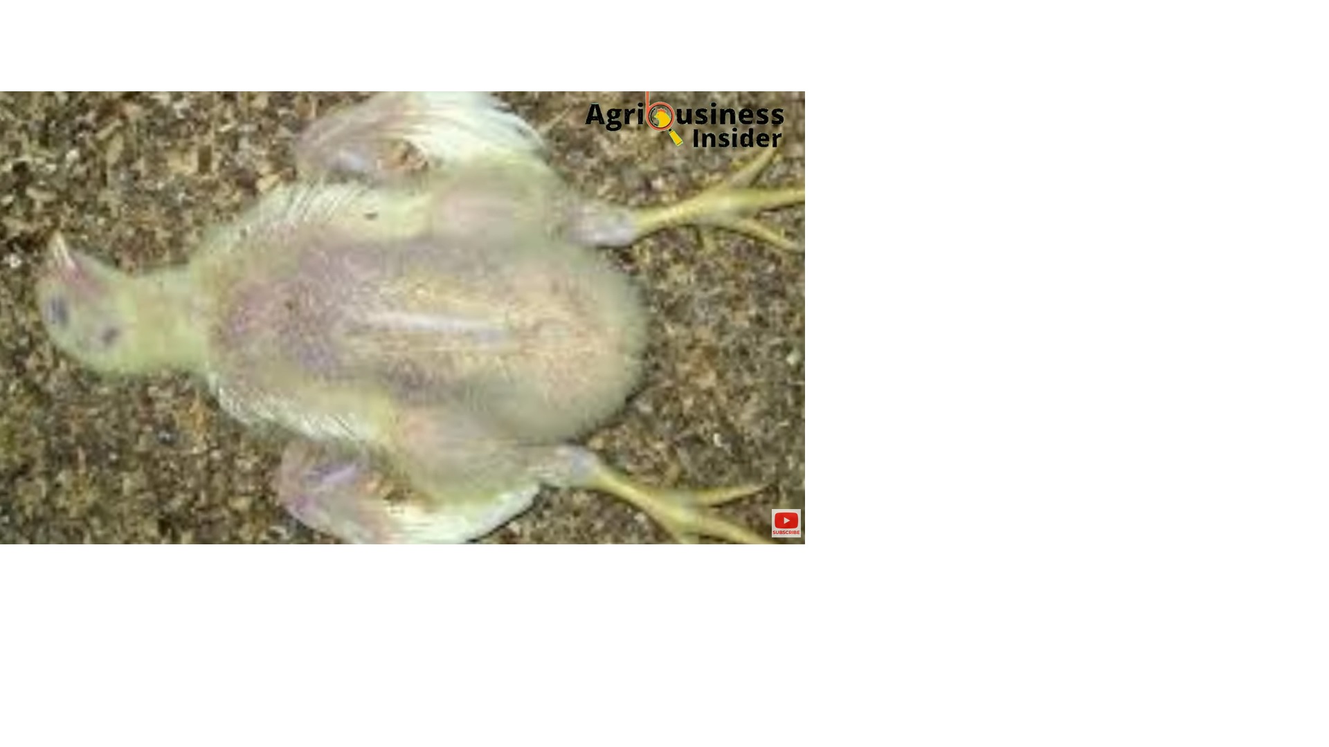 Common causes of chick diseases, symptoms, prevention and organic ...
