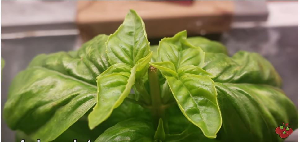 »Basil Propagation- Definitive Guide To Growing Ultimate« - FO-Video ...
