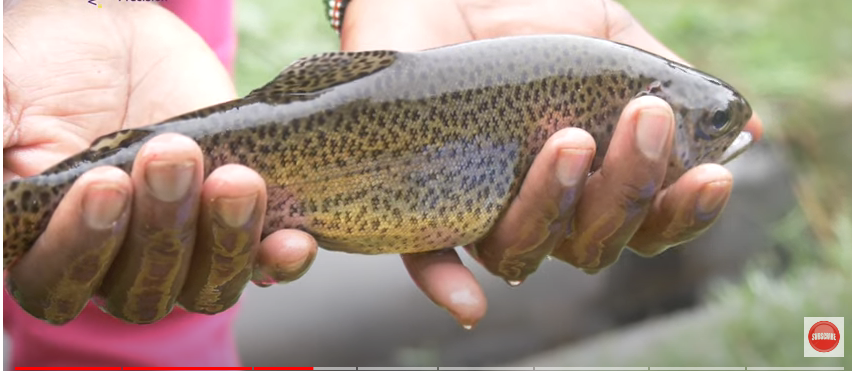 Trout fish Farming from Trout Valley. - FO-Video-Library