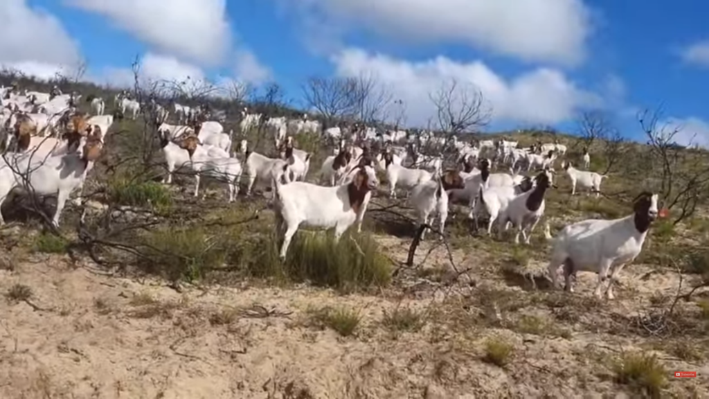 BOER GOATS HISTORY OF THE GOAT BREED CHARACTERISTICS AND TRAITS