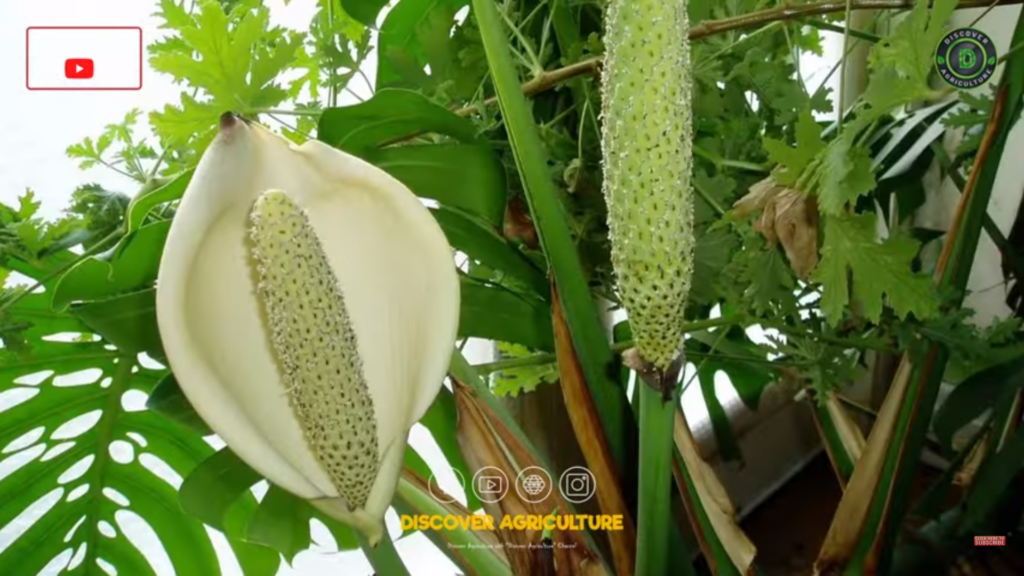 Monstera deliciosa Fruit Farming - FO-Video-Library