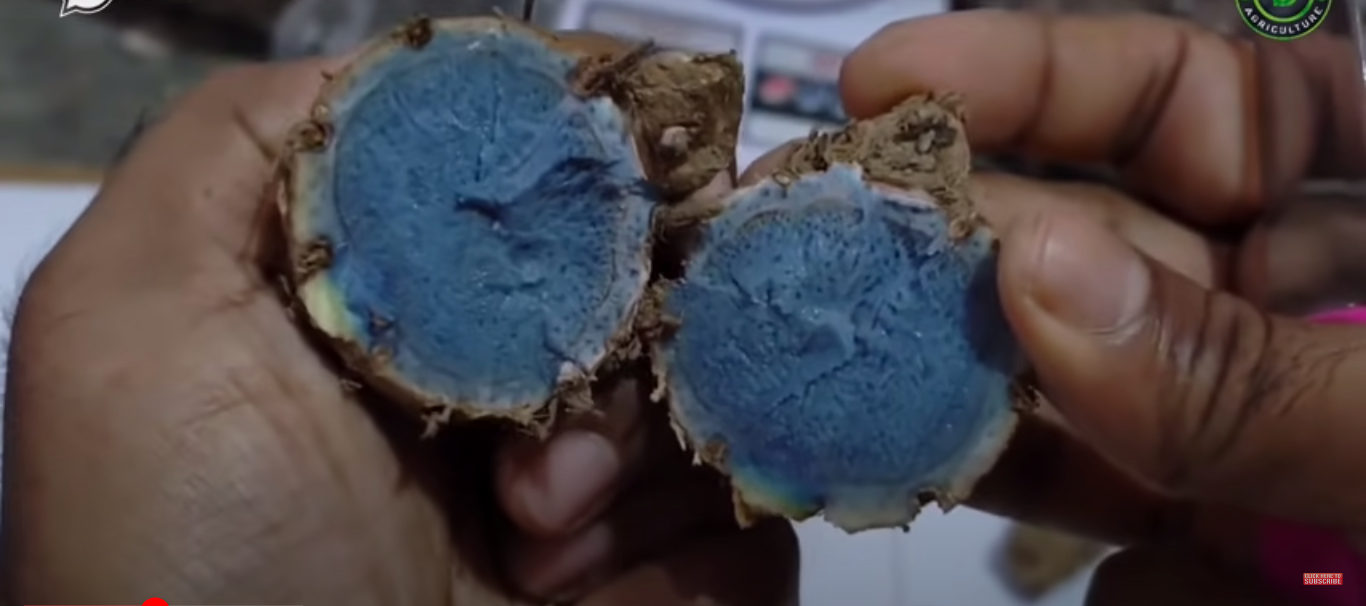 BLACK TURMERIC FARMING in India Black Turmeric Cultivation Guide FO